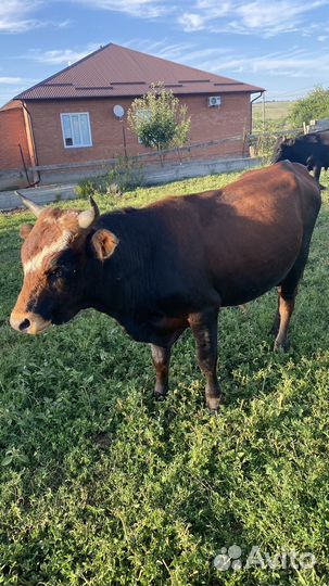 Быки живым весом