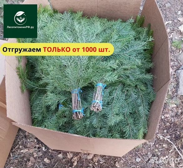 Веник из пихты