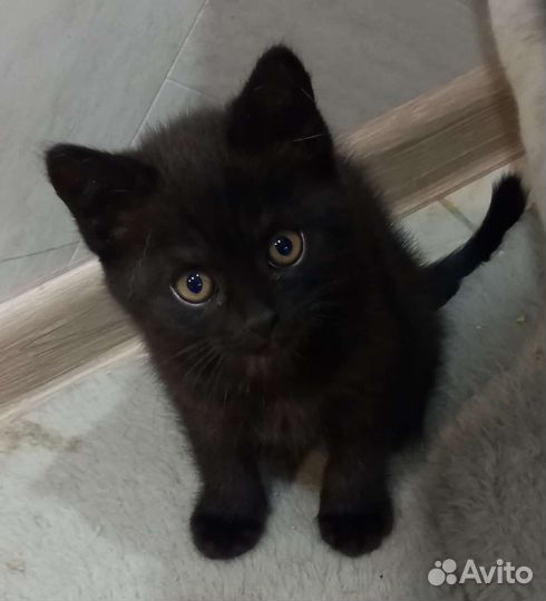 Котята