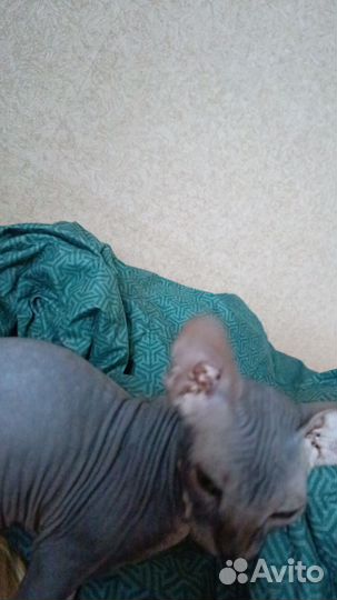 Донской сфинкс