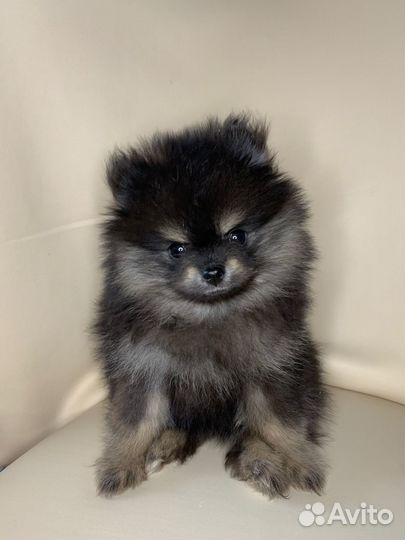 Померанский мини шпиц