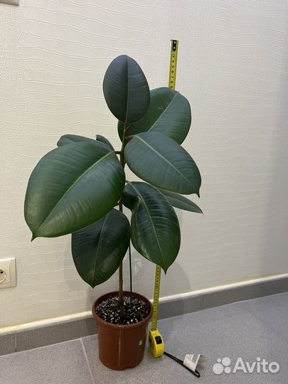 Фикус каучуконосный 2 шт