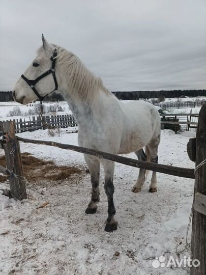 Орловский рысак
