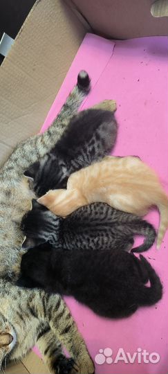 Кошка в дар бесплатно