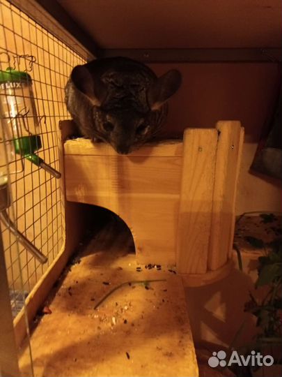 Шиншиллы с клеткой