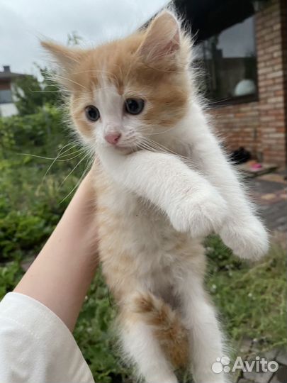 Котята рыжие бесплатно