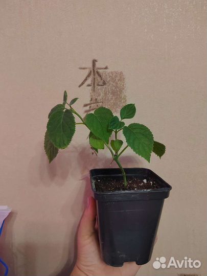 Гортензия Анабель древовидная