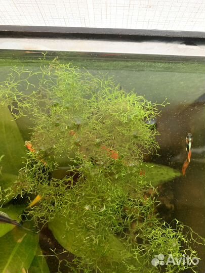 Растения в аквариум и рыбки гуппи