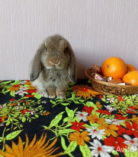 Карликовые крольчата барашки