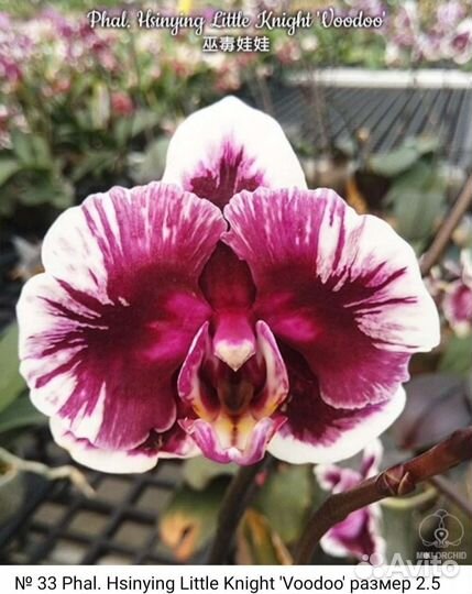 Орхидея фаленопсис Little Knight Voodoo