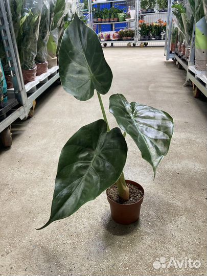 Алоказия Венти