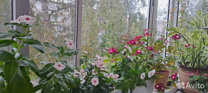 Катарантус семена