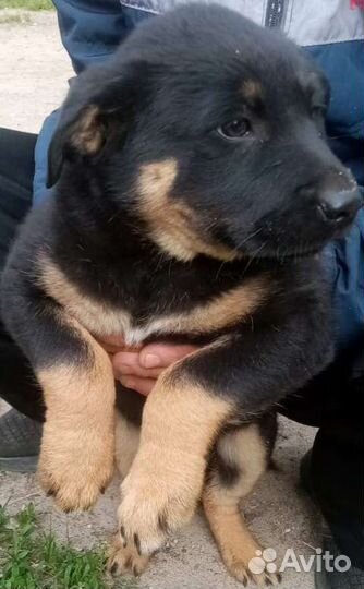 Дворянская порода