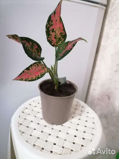 Аглаонема Стар пойнт