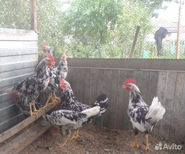 Петухи-леггорны