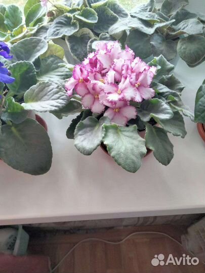 Фиалки в горшках