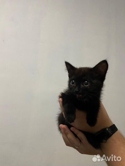 Котятки девченки -чернышки в добрые руки