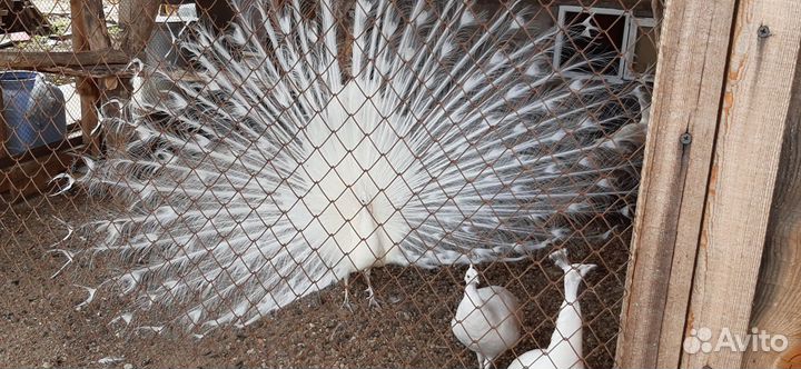 Продаются павлины