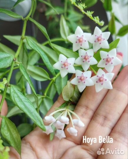 Хойя verticillata variegata, villosa, Bella, kerri