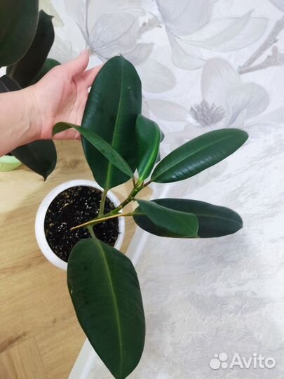 Фикус эластика робуста