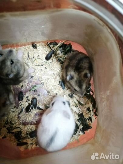 Джунгарские хомячки