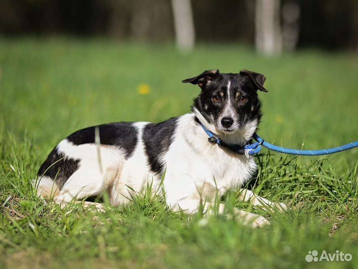 Собака девочка в добрые руки