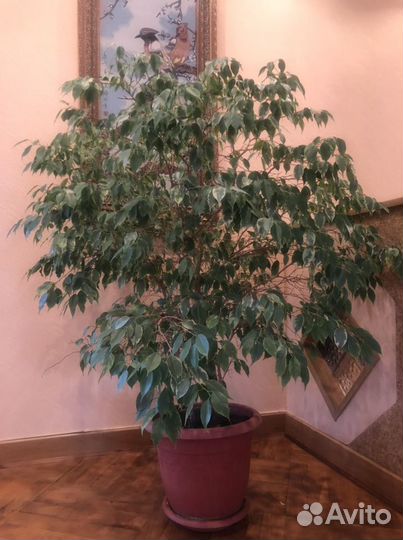 Фикус бенджамина