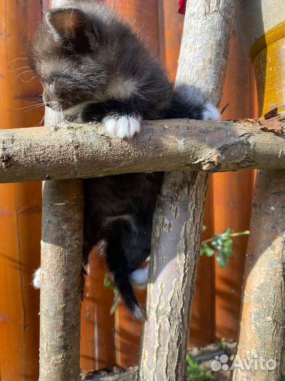 Шотландский котенок