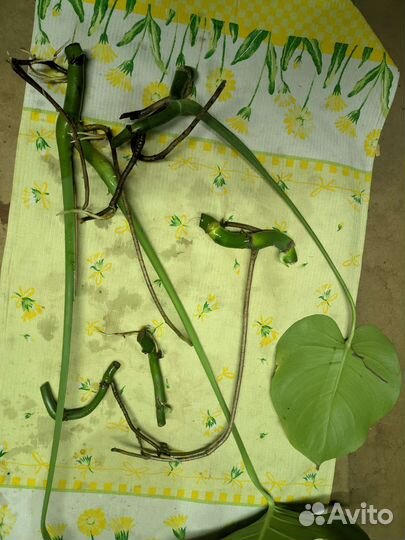 Монстера черенок