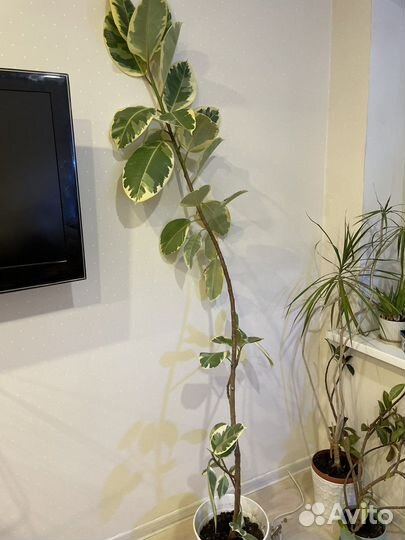 Фикус Эластика Тинеке 200 см