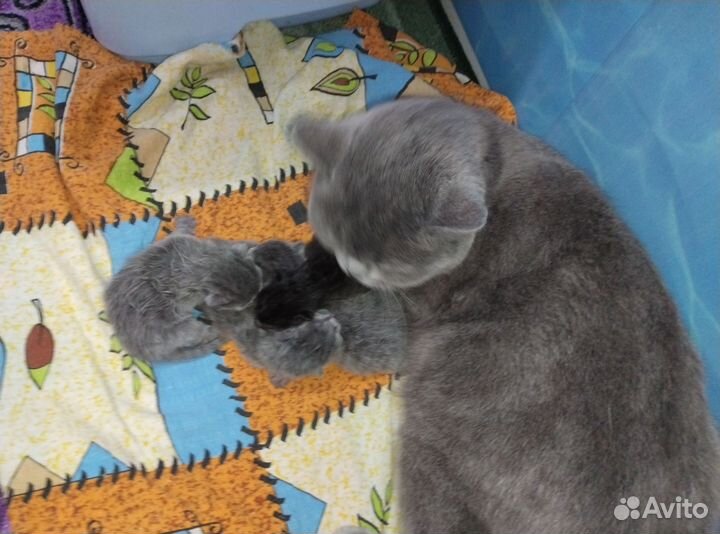 Котята в добрые руки бесплатно