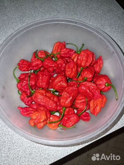 Свежий Перец Carolina Reaper