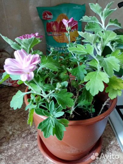 Хризантема