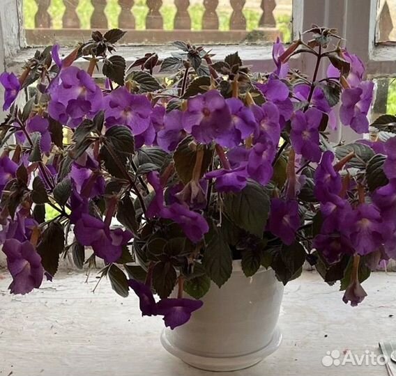 Ахименеc purple king