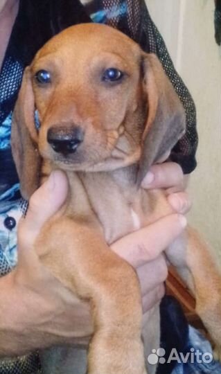 Щенки таксы