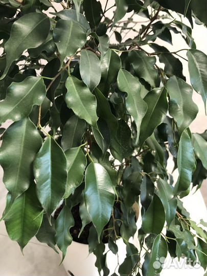 Фикусы сорт Экзотика