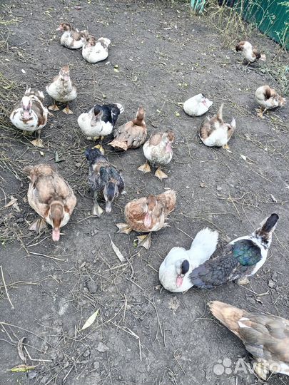 Мускусные утки и петушки