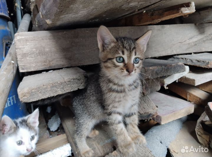 Отдам в добрые руки котят 2 мальчика 1 девочка