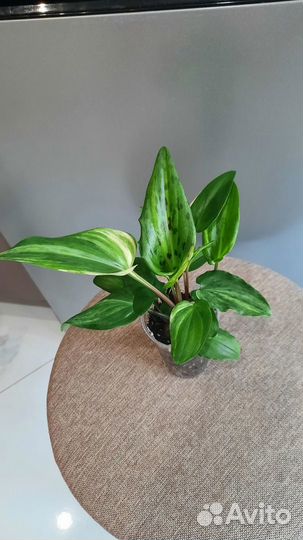 Комнатные растения