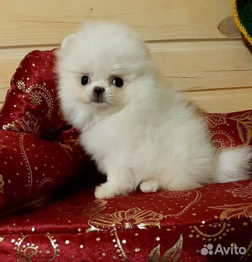 Померанский шпиц большой выбор щенков