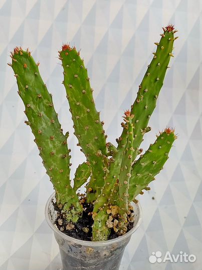 Опунция вариегатная