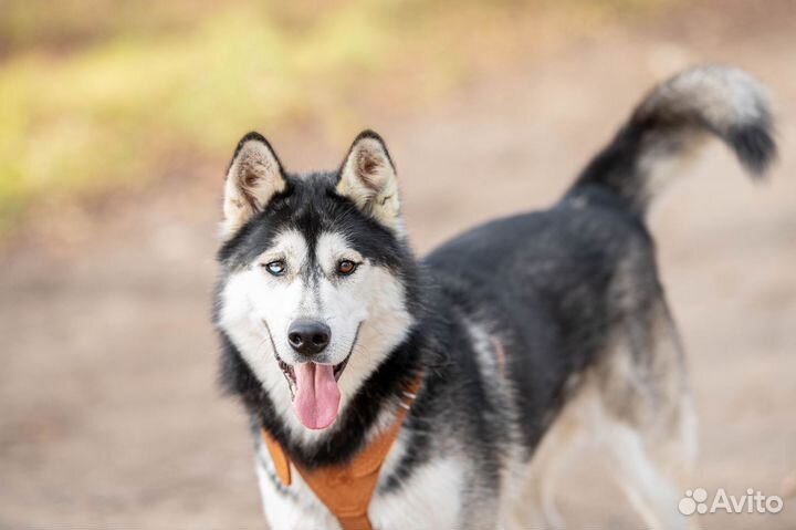 Собака в добрые руки