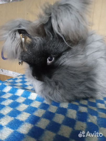 Кролики немецкая ангора