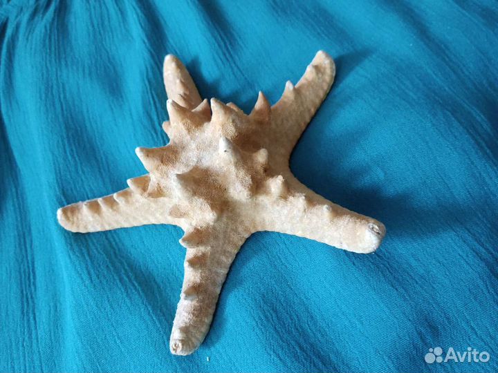 Сувенир морская звезда