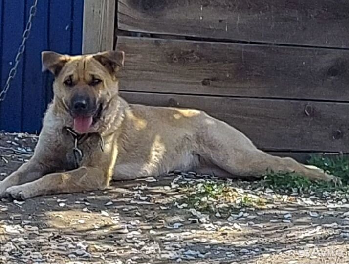 Хонда - метис шарпея на охрану, стерилизованная