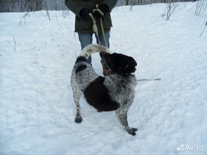 Степан - метис курцхаара из приюта в дар