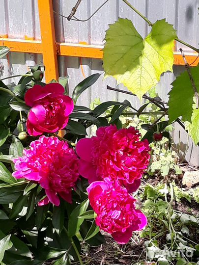 Цветы для сада