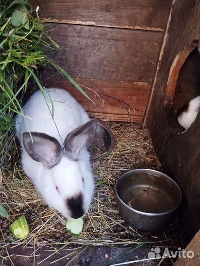 Продам кроликов
