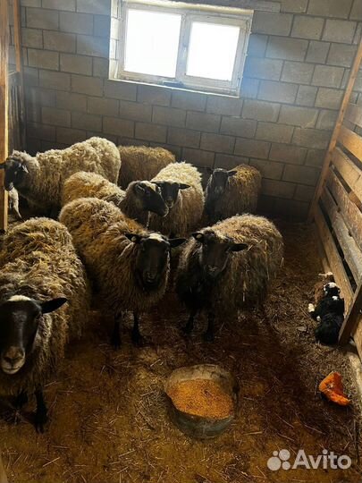 Овцы бараны ягнята