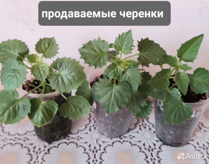 Кампанула жених и невеста черенки